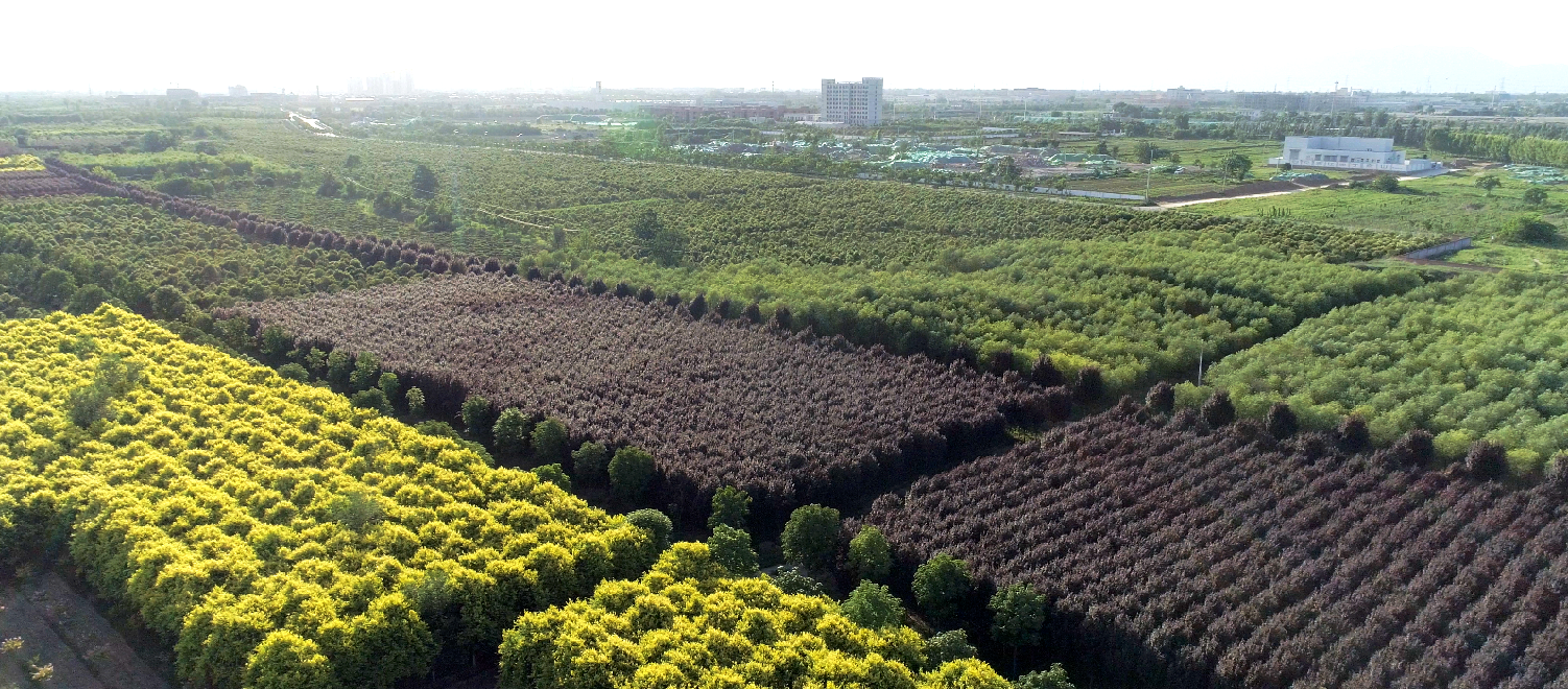 植樹節(jié)|西咸公司栽植綠色 呵護(hù)春天