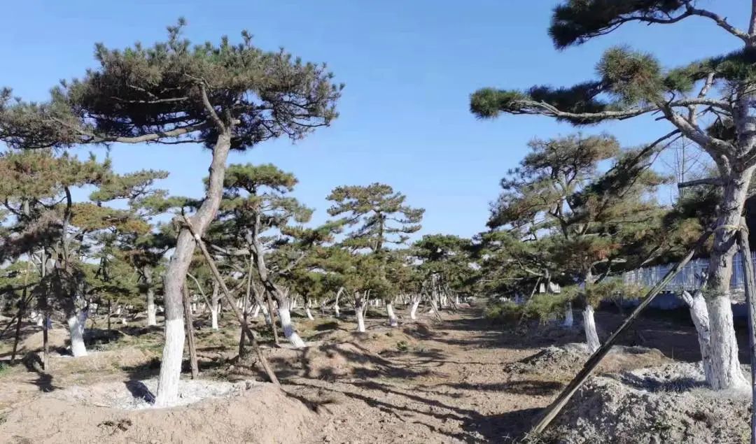 樹木涂白“披新衣” 冬季養(yǎng)護(hù)正當(dāng)時(shí)